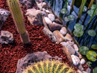 San Miguel de Allende, El Charco del Ingenio Jardín Botánico